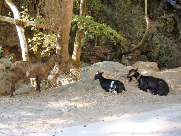 Gole di Therisos