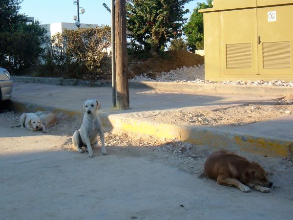 Cani cretesi