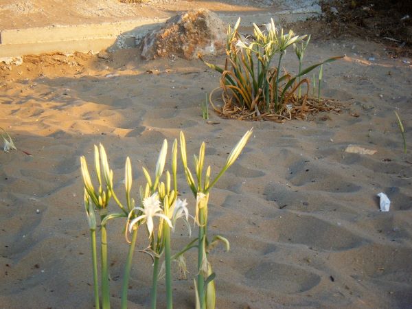 Sea Flower Crete