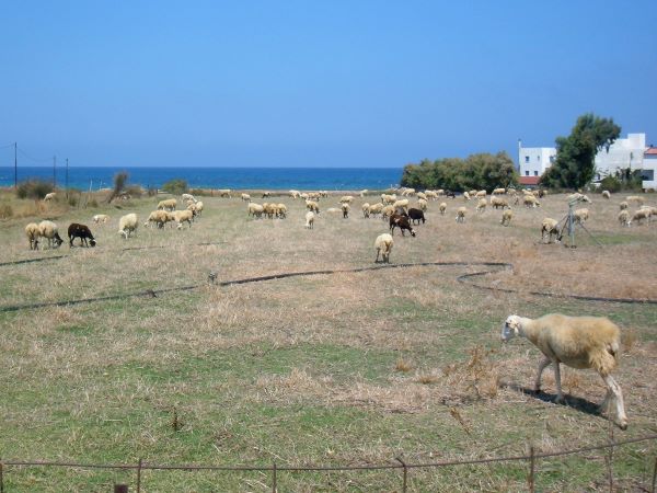 Pecore a Creta
